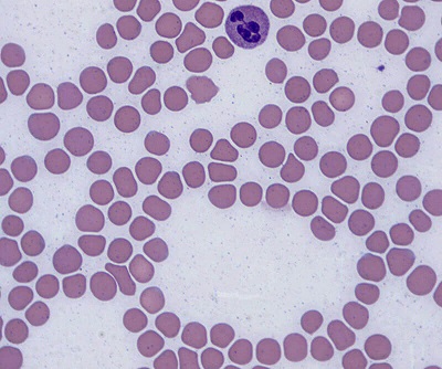 Cells on Microscope Slide
